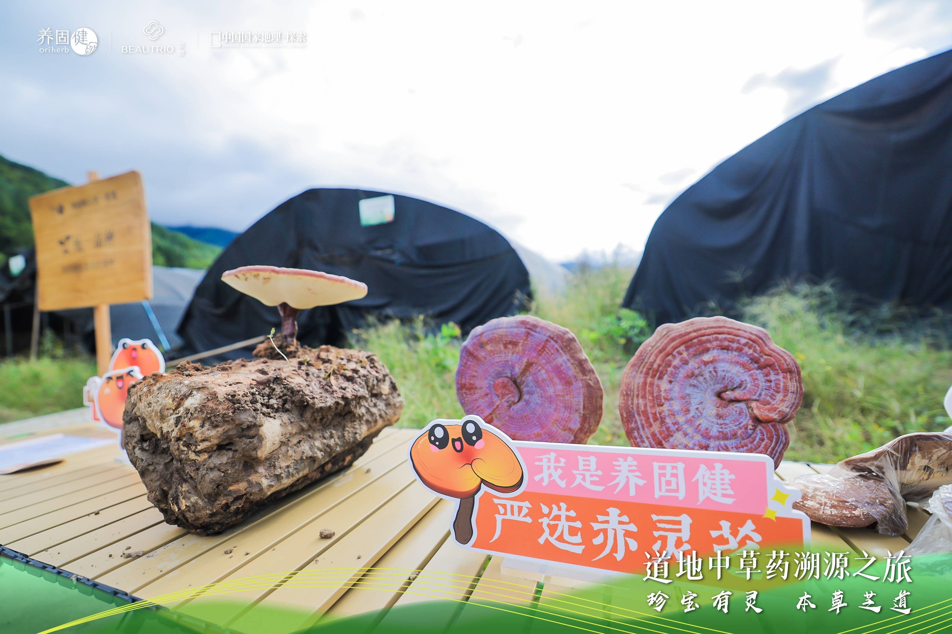 向秦巴山脉去，过四合理生活！无限极养固健灵芝文化溯源落地陕西汉中