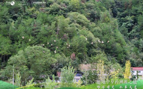 向秦巴山脉去,过四合理生活!无限极养固健灵芝文化溯源落地陕西汉中