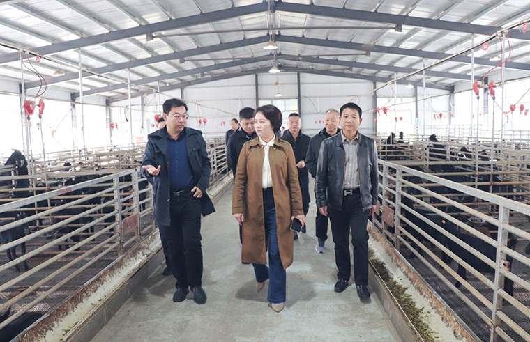 绿之韵胡国安代表陪同长沙市人大常委会副主任李平一行赴浏阳调研乡村振兴工作