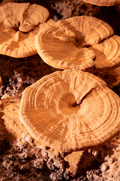 专家见证，无限极养固健如何炼就高品质灵芝