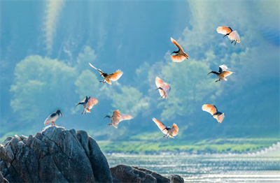 专家见证，无限极养固健如何炼就高品质灵芝