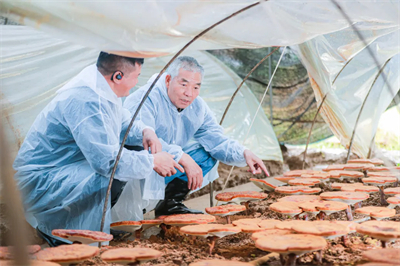 专家见证，无限极养固健如何炼就高品质灵芝