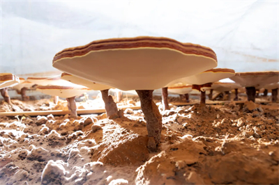 专家见证，无限极养固健如何炼就高品质灵芝