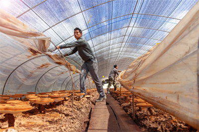 专家见证，无限极养固健如何炼就高品质灵芝