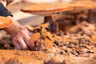 专家见证，无限极养固健如何炼就高品质灵芝