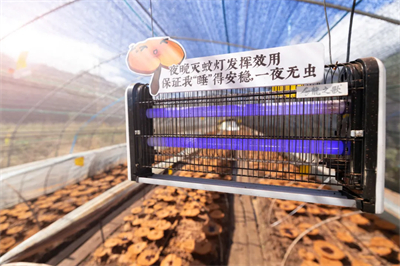 专家见证，无限极养固健如何炼就高品质灵芝