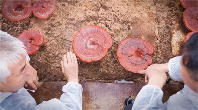 专家见证，无限极养固健如何炼就高品质灵芝