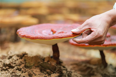 专家见证，无限极养固健如何炼就高品质灵芝