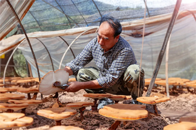 专家见证，无限极养固健如何炼就高品质灵芝