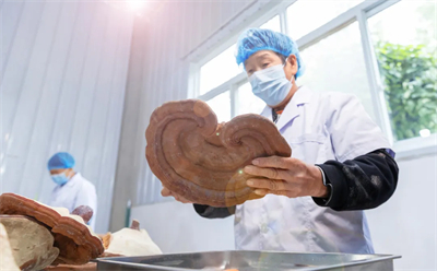 专家见证，无限极养固健如何炼就高品质灵芝