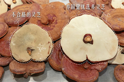 专家见证，无限极养固健如何炼就高品质灵芝