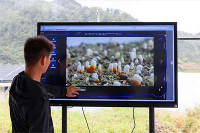 专家见证，无限极养固健如何炼就高品质灵芝