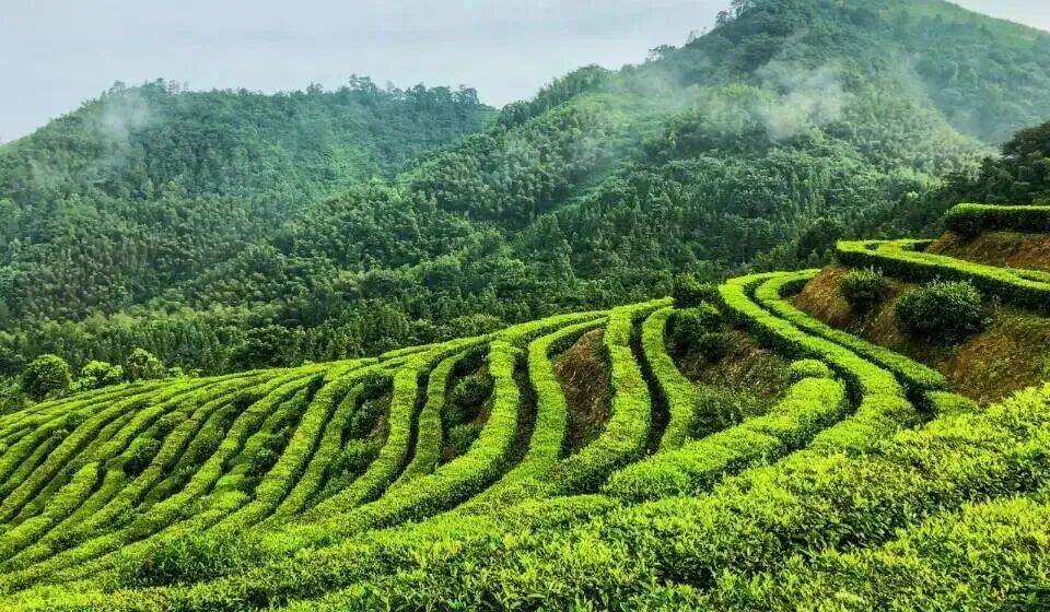 从荒山到世界舞台：理想华莱十六年铸就安化黑茶绿色发展传奇