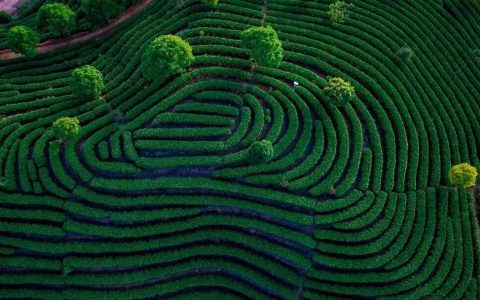 从荒山到世界舞台：理想华莱十六年铸就安化黑茶绿色发展传奇