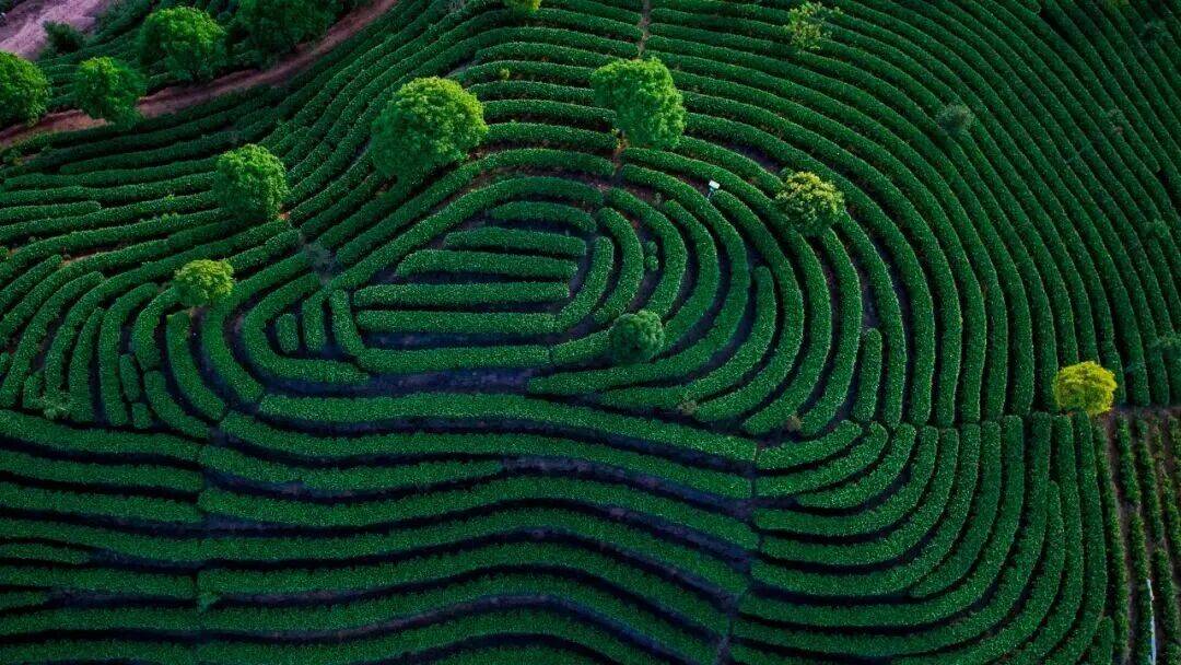 从荒山到世界舞台：理想华莱十六年铸就安化黑茶绿色发展传奇