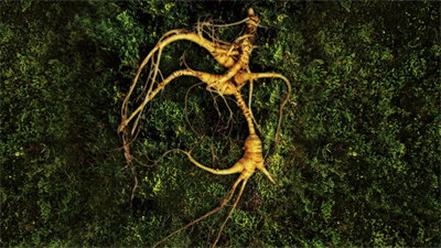 真人实测有效！安然人参组培不定根功效获人体检测认证