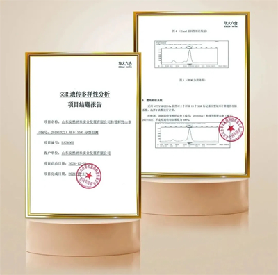 真人实测有效！安然人参组培不定根功效获人体检测认证