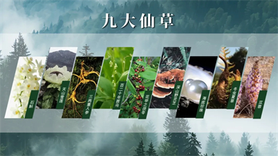 真人实测有效！安然人参组培不定根功效获人体检测认证