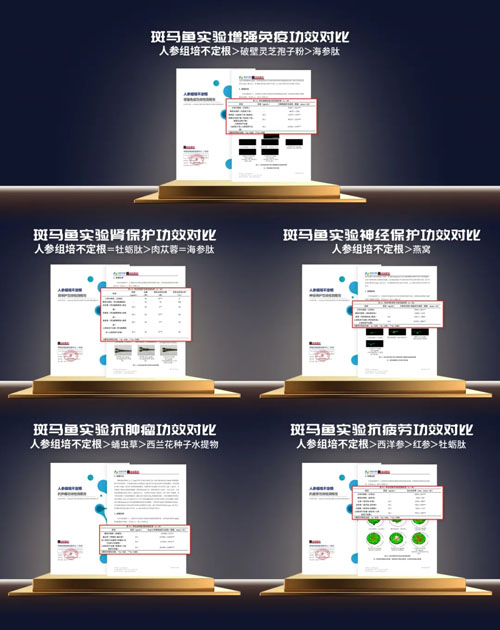 安然黑科技再突破 人参组培不定根显硬核实力
