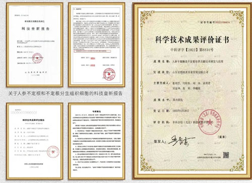 安然黑科技再突破 人参组培不定根显硬核实力