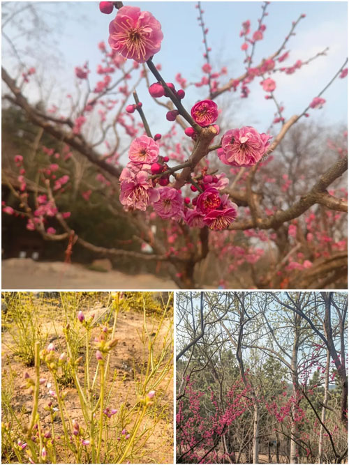 3.12植树节如期而至 长青中国植绿守青山
