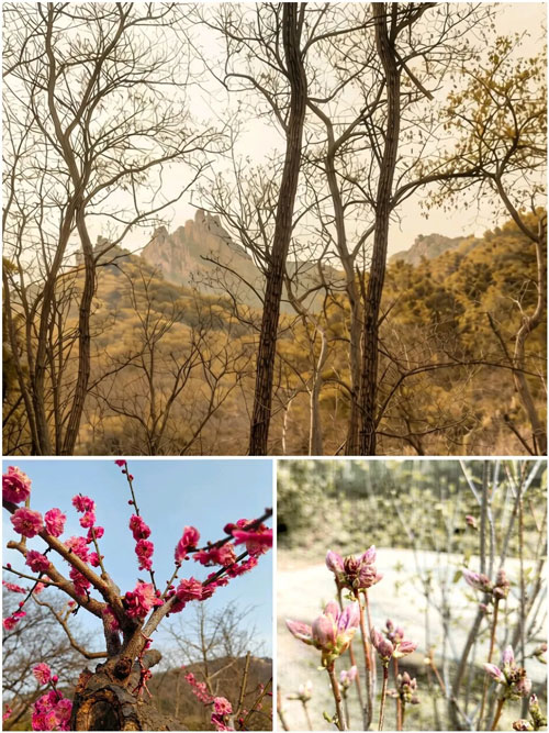 3.12植树节如期而至 长青中国植绿守青山