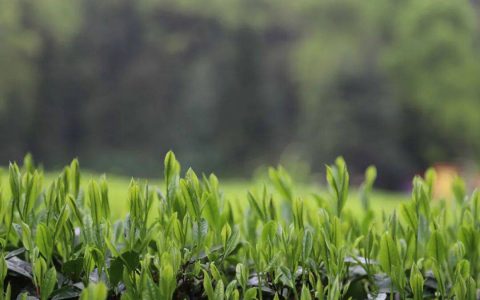 理想华莱：以生态茶园为笔，绘就黑茶产业高质量发展新画卷