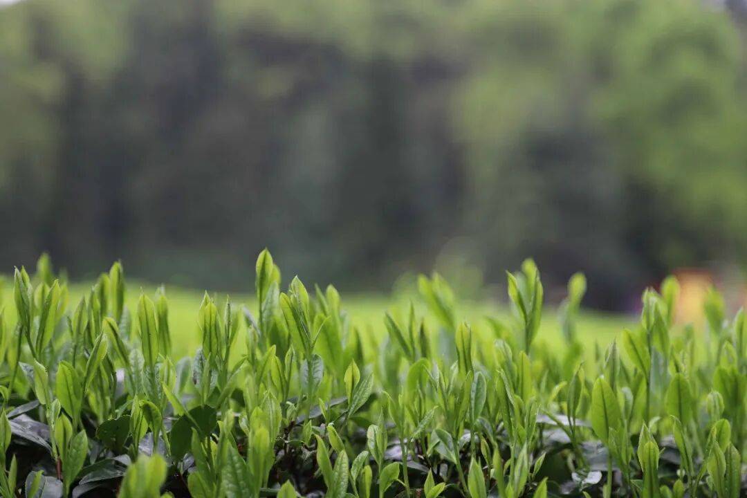 理想华莱：以生态茶园为笔，绘就黑茶产业高质量发展新画卷