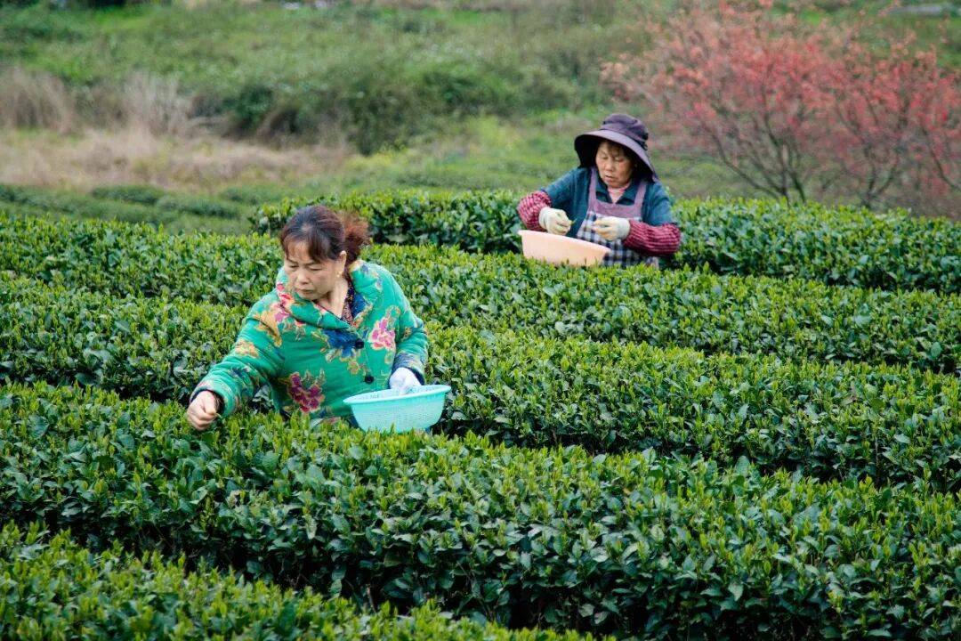 理想华莱：以生态茶园为笔，绘就黑茶产业高质量发展新画卷