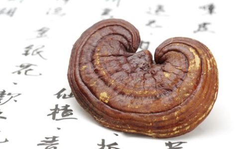 深耕灵芝研究 无限极再获多项权威认可！