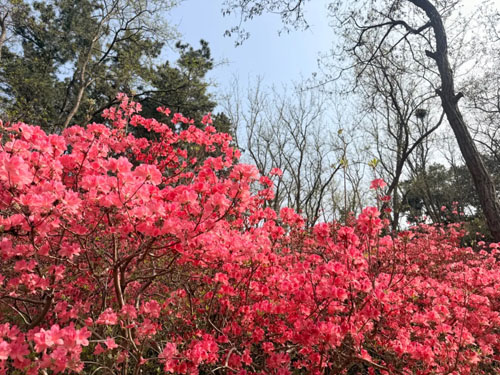青山同行——长青中国春季踏青赏花活动举行