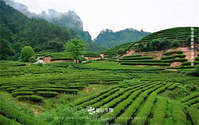 康尔生物汲茶素武夷山溯源之旅圆满收官