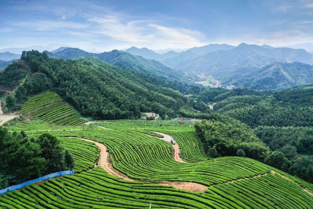 理想华莱：以生态茶园为笔，绘就黑茶产业高质量发展新画卷
