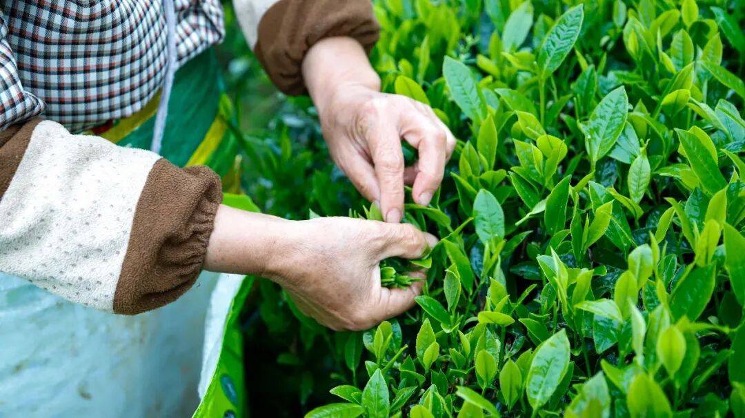 理想华莱 | 匠心守护本味好茶 江南茶园春日采茶记