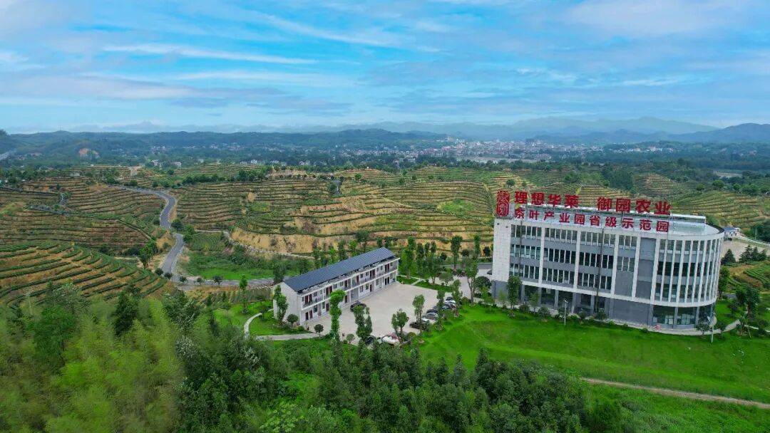 理想华莱：以生态茶园为笔，绘就黑茶产业高质量发展新画卷