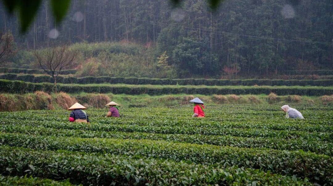 理想华莱：以生态茶园为笔，绘就黑茶产业高质量发展新画卷