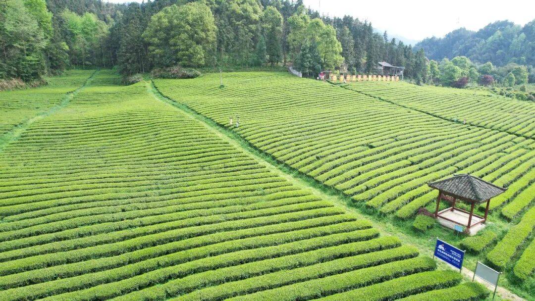 理想华莱：以生态茶园为笔，绘就黑茶产业高质量发展新画卷