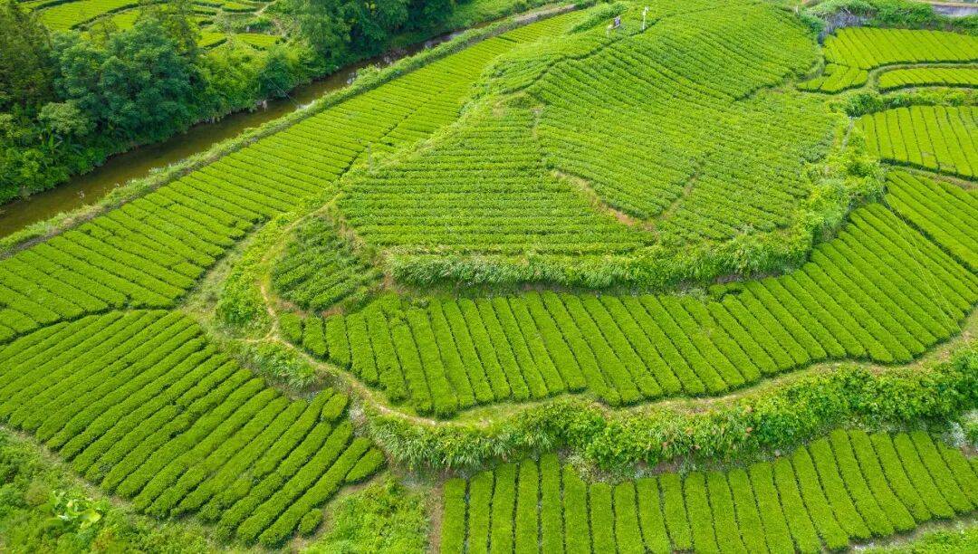 理想华莱：以生态茶园为笔，绘就黑茶产业高质量发展新画卷