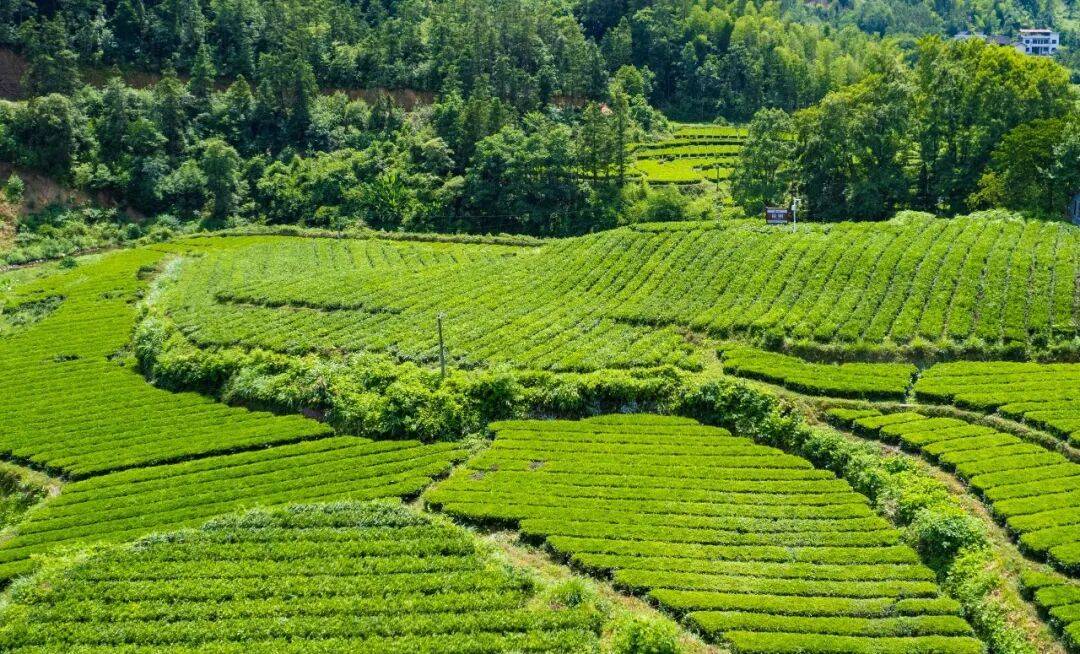 理想华莱：以生态茶园为笔，绘就黑茶产业高质量发展新画卷