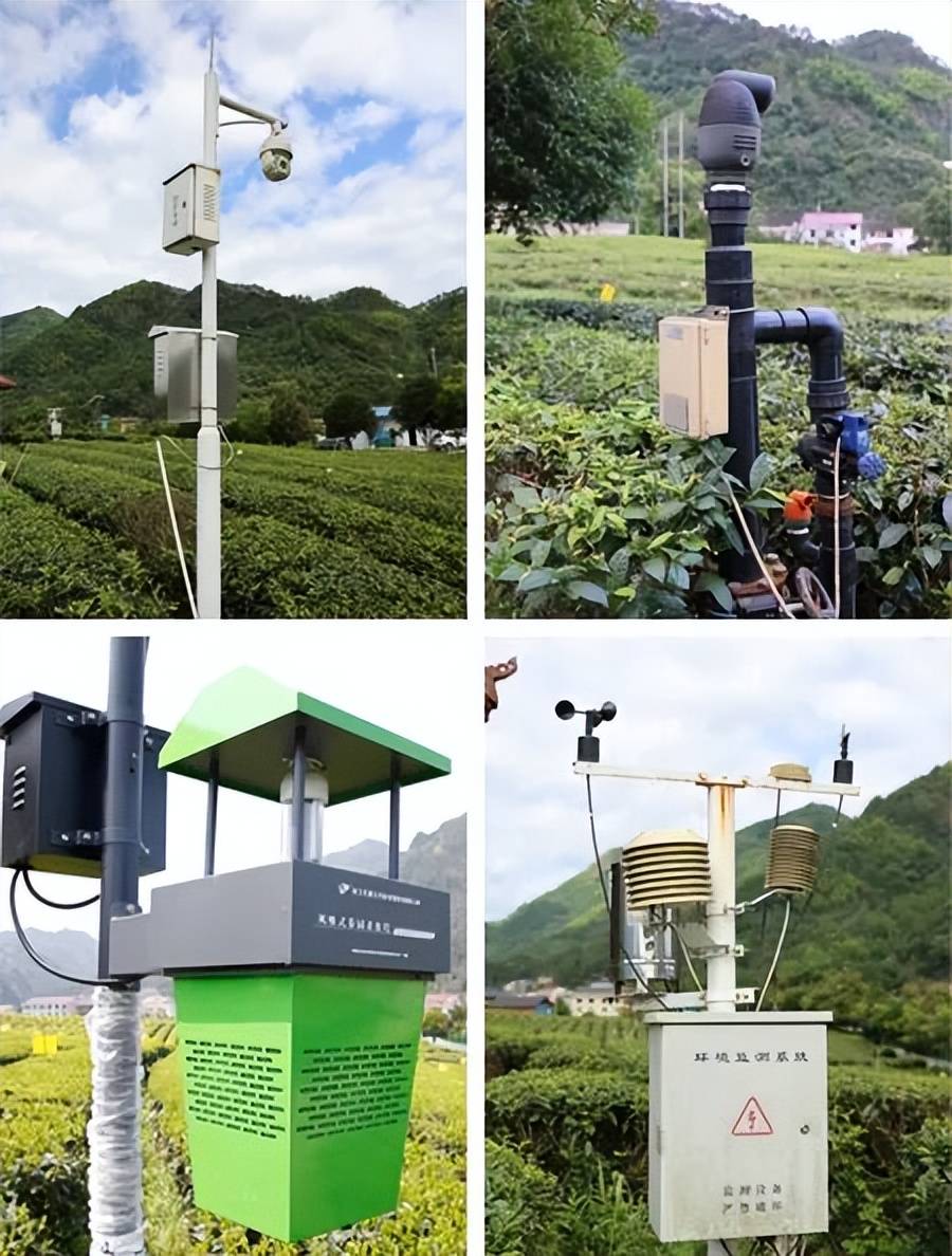 理想华莱：以生态茶园为笔，绘就黑茶产业高质量发展新画卷