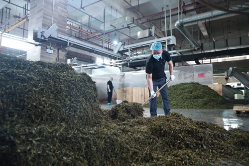 理想华莱2026年首批黑毛茶生产火热进行中
