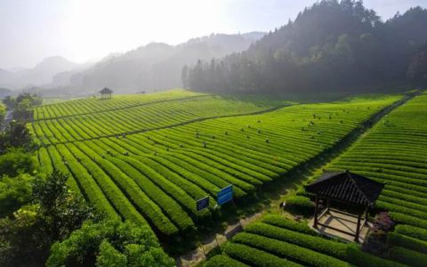 理想华莱以科研驱动夯实安化黑茶品质根基