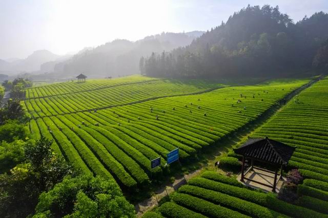 理想华莱以科研驱动夯实安化黑茶品质根基