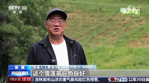 标准引领 金天国际26年攻克雪莲组培技术