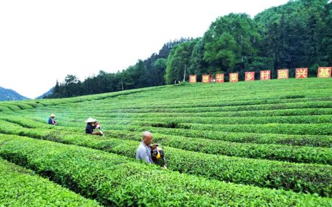 春茶收官忙修剪 蓄势以待迎夏茶——理想华莱全面开启夏茶备耕