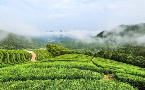 理想华莱：丝路金花开 茯韵传千年