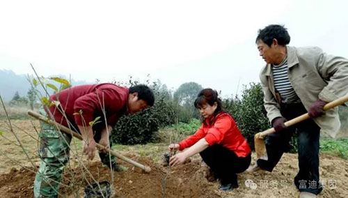 海南富迪集团以生态产业深耕助农共富新路径