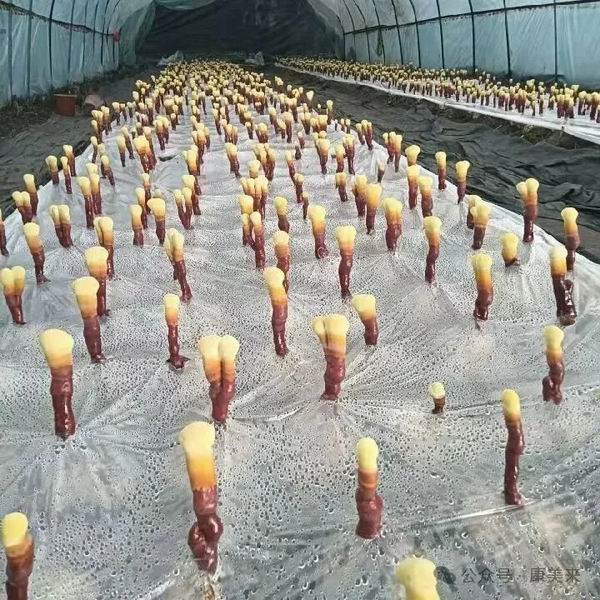 康美来集团大别山灵芝文化节启动仪式举行