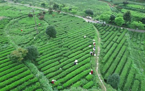 理想华莱抢抓制茶黄金期 释放夏茶独特价值