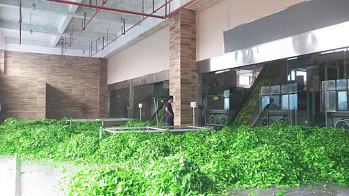 理想华莱抢抓制茶黄金期 释放夏茶独特价值